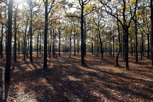 Fototapeta Naklejka Na Ścianę i Meble -  rows of oaks on an autumn day