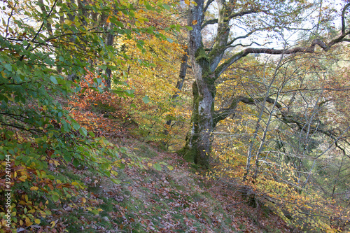 Wallpaper Mural Autumn in woodland on the banks of Lake Vyrnwy, Wales, shades of gold, yellow and brown foliage glow in the fading autumn light Torontodigital.ca
