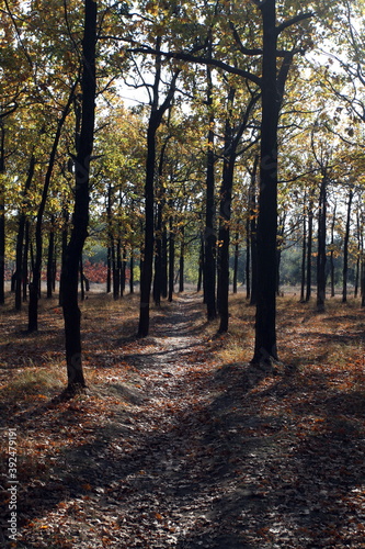 Fototapeta Naklejka Na Ścianę i Meble -  rows of oaks on an autumn day