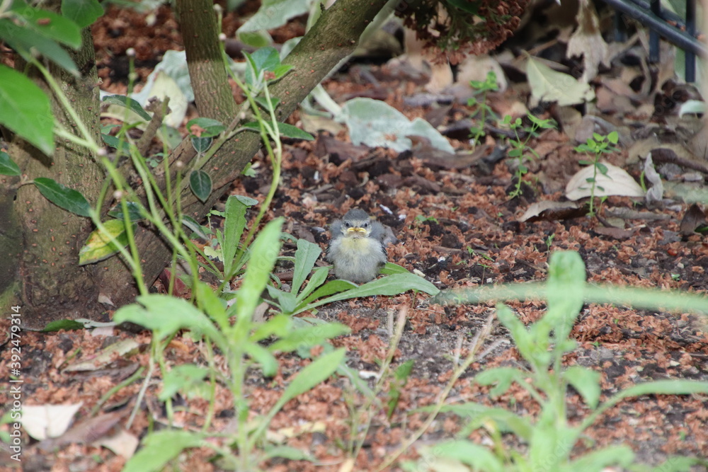 Obraz premium Jungvogel