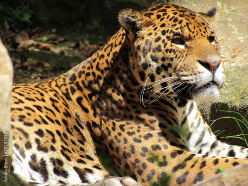 le léopard © orosz