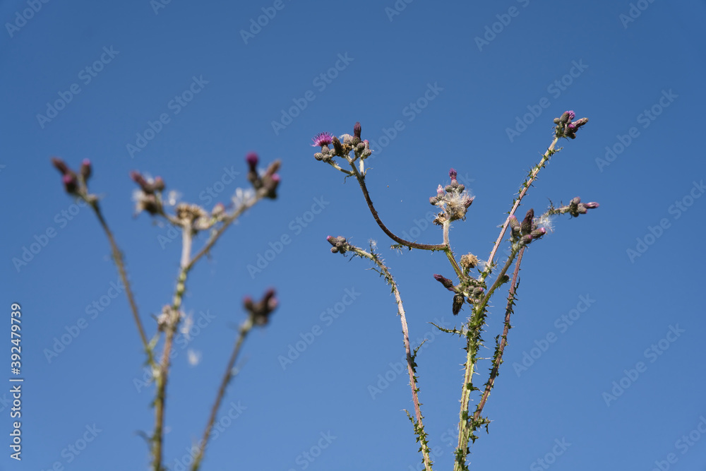 Distel mit Blüte und Samenstand, blauer Himmel als Hintergrund Distel mit Blüte und Samenstand, blauer Himmel als Hintergrund