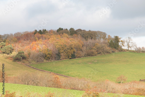 Autumn landscape scene, Broom Hill wood under a grey sky, Shropshire, England. photo