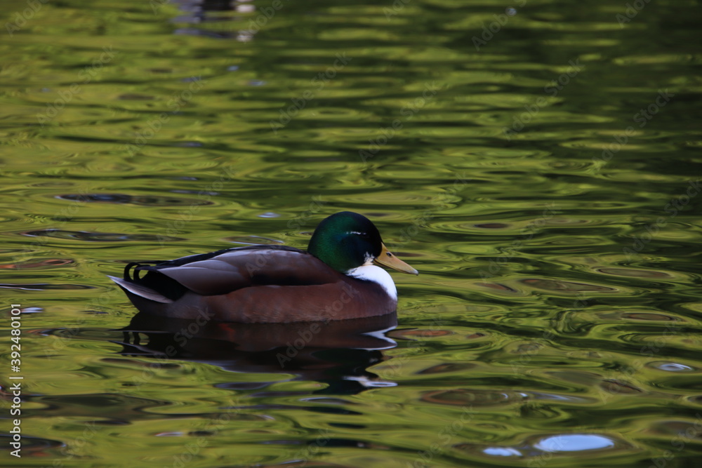 Fototapeta premium Stockerpel