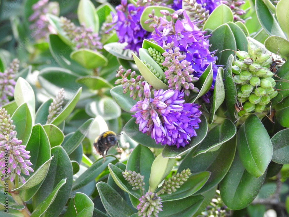 Violet flowers with green leaves and an insect