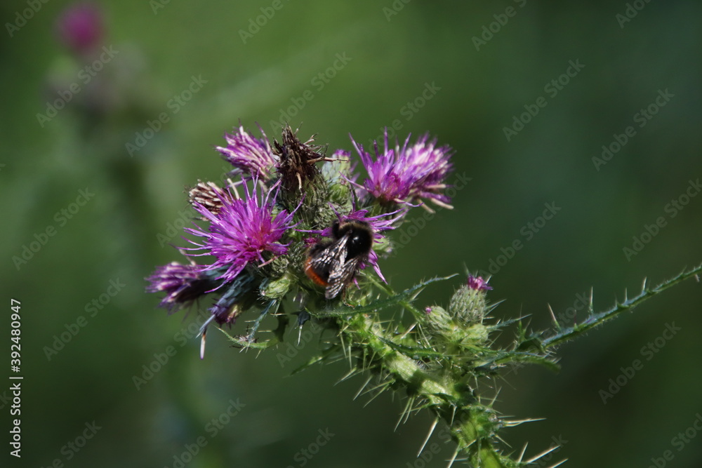 Distel mit Erdbiene