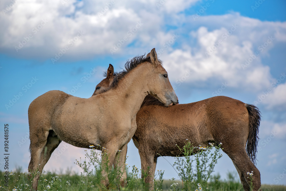 Two foals play in the pasture in summer.