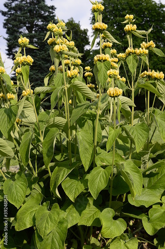 Closeup phlomis russeliana known as Turkish sage with blurred background in garden