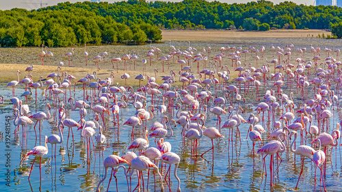 Colorful flock of pink flamingos in wild nature near the city. Pink and black wings. Birds in shallow river. Ras Al Khor sanctuary.