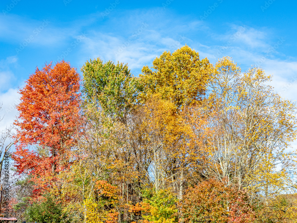 Vibrant fall foliage along the Blue Ridge Parkway in late October.