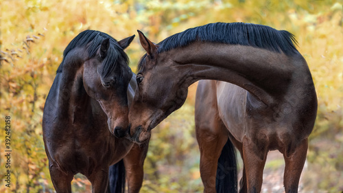 Pferdeliebe sanft und vertrauensvoll. Zwei braune Pferde Nase an Nase beschnuppern sich vor herbstlichem Wald.