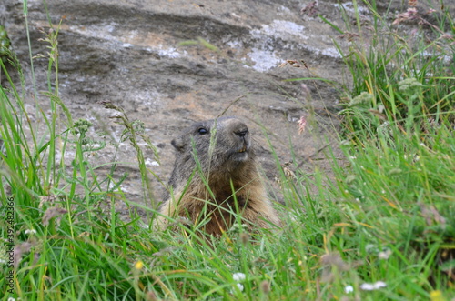 Marmot in the Mont-Cenis, France