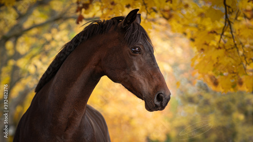 Sanftes Portrait eines braunen Pferdes vor herbstlichem Hintergrund