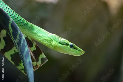 Serpent ratier des Mangroves