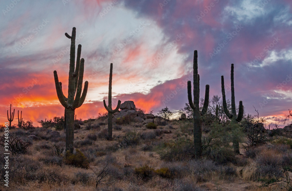 Sunrise Desert Landscape With Saguaro Cactus On Hill