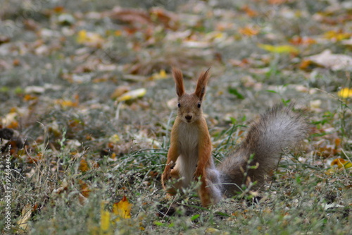 the squirrel stands on its hind legs and looks around