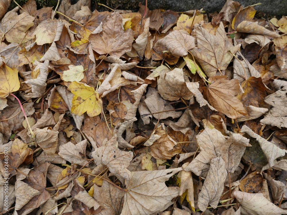 Laub im Herbst