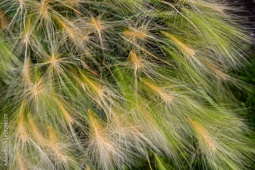 Close-up of green grass on the summer field