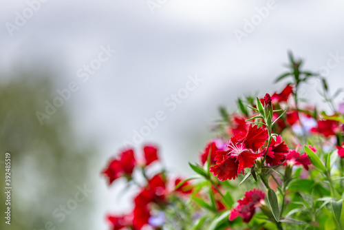 flowers - a closeup photo