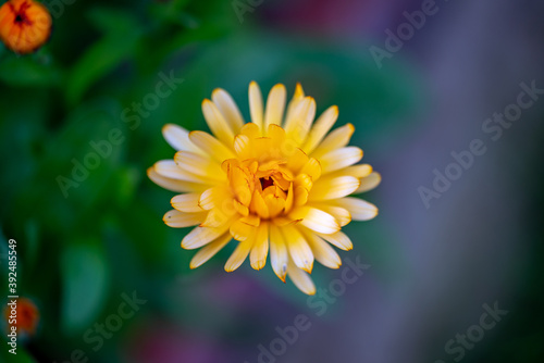 Yellow flowers - closeups