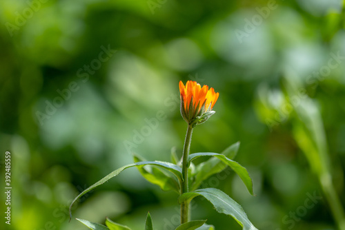 flowers from garden