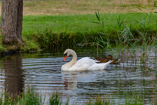 Swan swimming in a pond