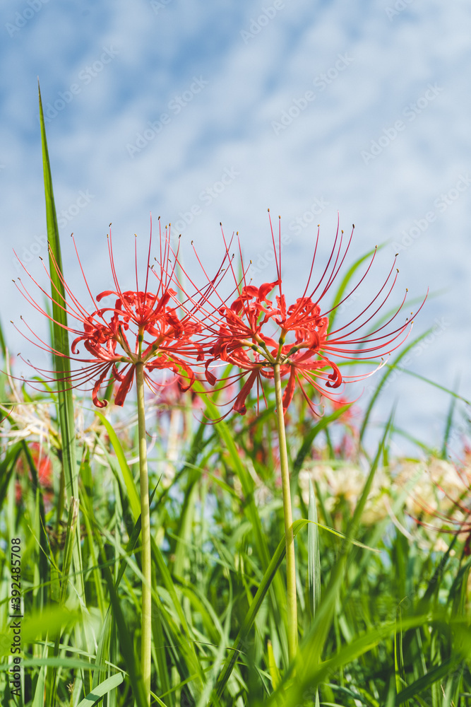 日本の綺麗な彼岸花