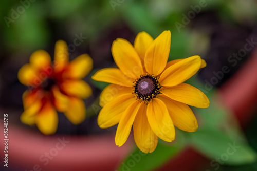 Yellow flowers - closeups