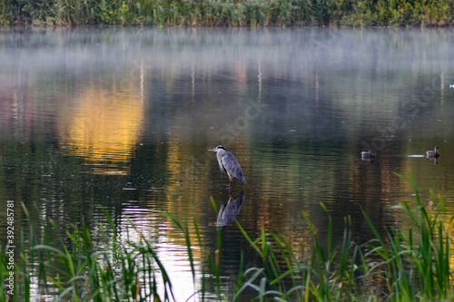 heron standing in water