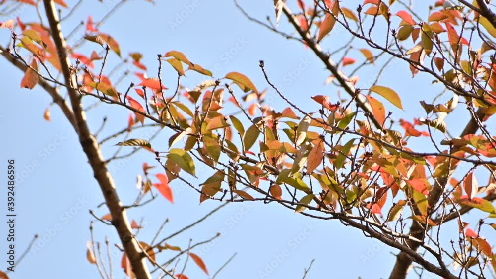風に揺れる秋の桜の葉(11月上旬) 風に揺れる秋の桜の葉(11月上旬)