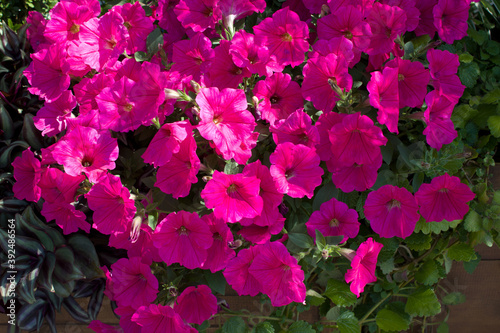 Beautiful blooming pink petunias close-up