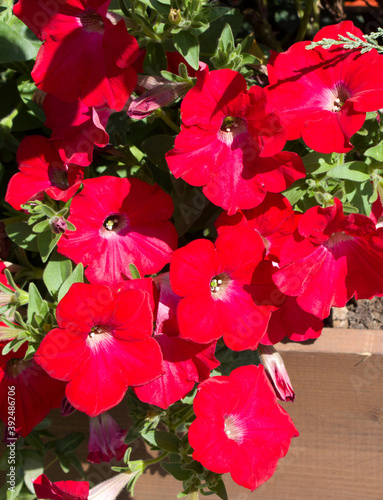 Beautiful red petunias close-up