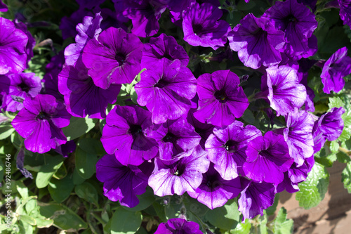 Beautiful blooming lilac Petunia close-up