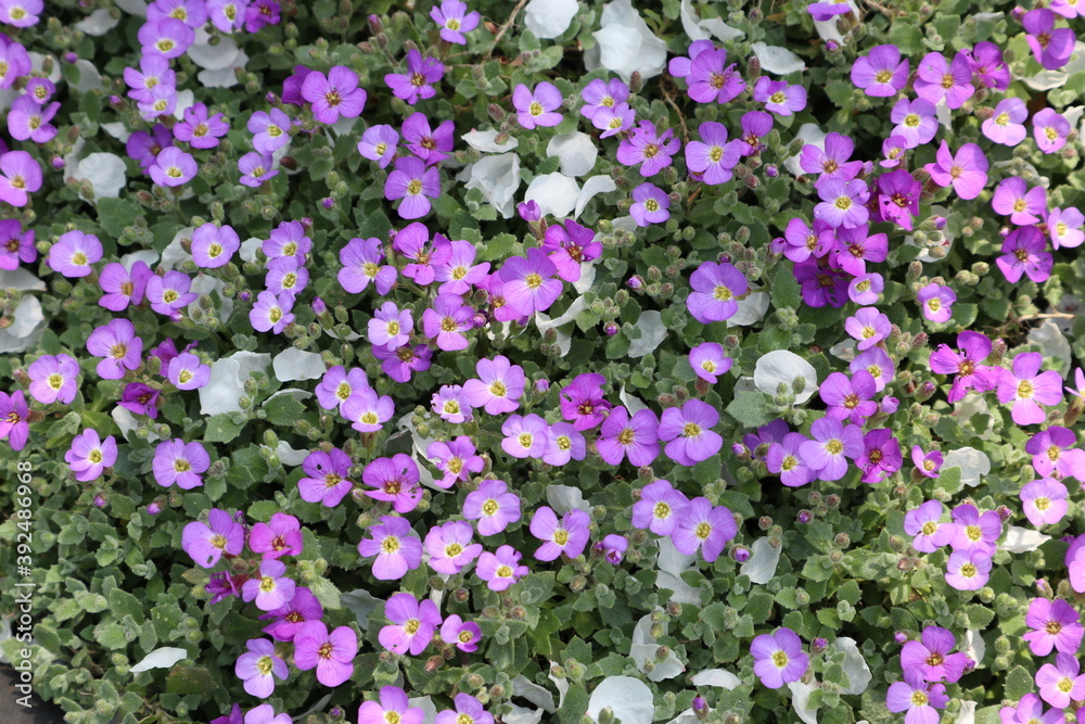 Fototapeta premium purple and white flowers