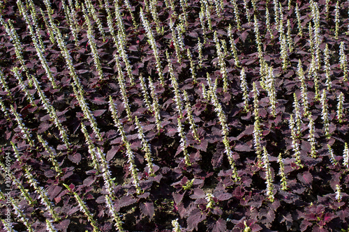 Flowerbed with blooming Coleus blumei