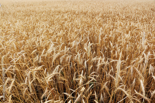 Wheat field. Ripe ears of wheat.