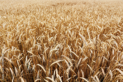 Wheat field. Ripe ears of wheat.