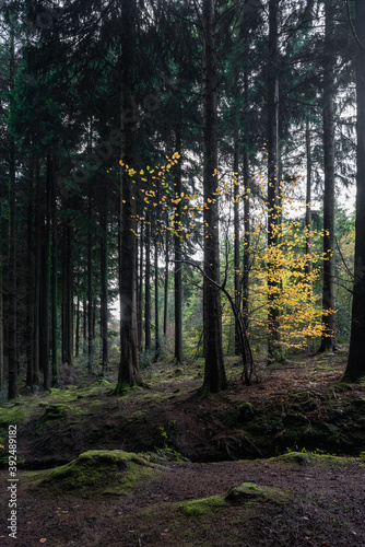 Idless woods near Truro Cornwall England uk during autumn 