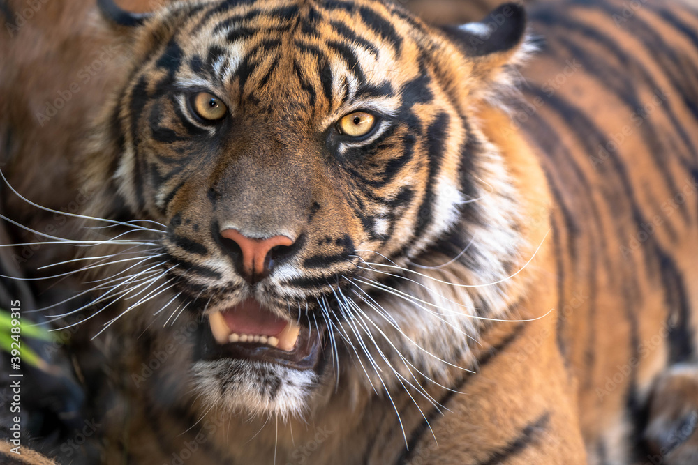 Head portrait of Sumatran tiger (Panthera tigris sumatrae) captive. Sumatran Tiger, Looking Particularly Angry! attica zoological park Head portrait of Sumatran tiger (Panthera tigris sumatrae) captive. Sumatran Tiger, Looking Particularly Angry! attica zoological park