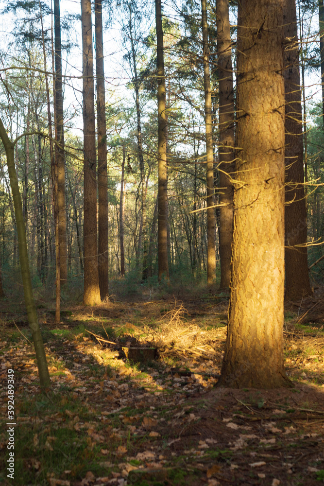 Obraz premium autumn in the forest