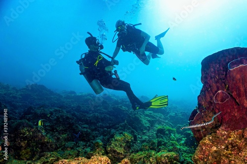 Scuba divers, snake and reef