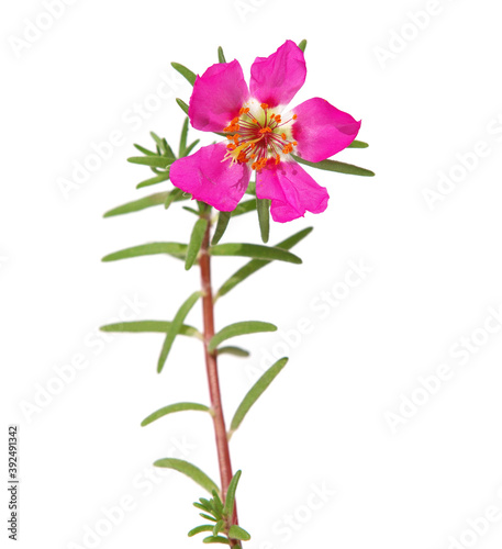 Pink flower of moss rose isolated on white  Portulaca grandiflora 