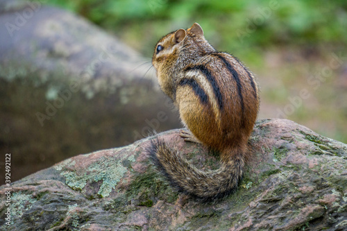 Chipmunk at Whitefish Island Indian Reserve in Sault Ste Marie, Ontario