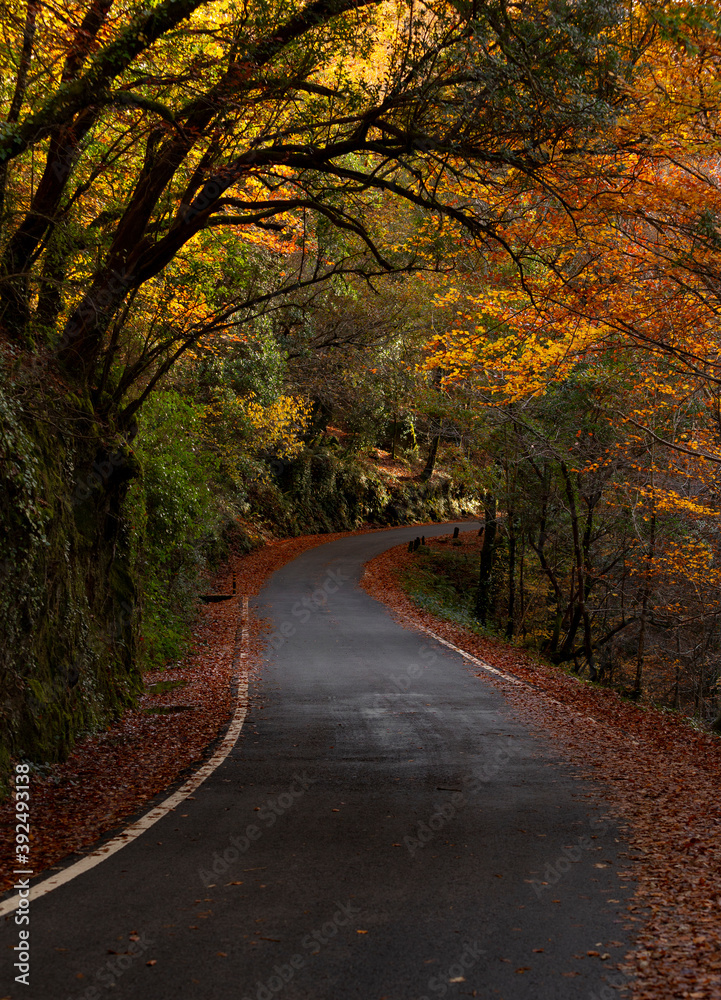A road into the woods in the fall season, Geres National Park, Portugal.