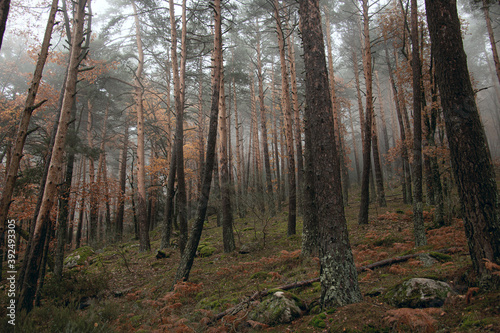 Musgo, bosque y otoño