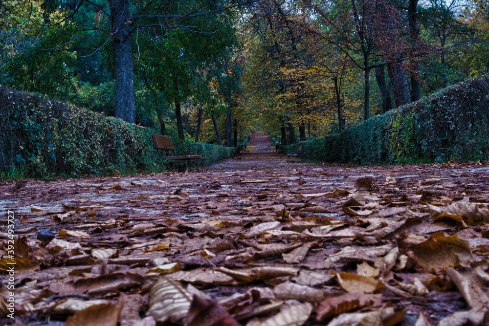 krajobraz drzewa liście natura jesień park krajobraz drzewa liście natura jesień park