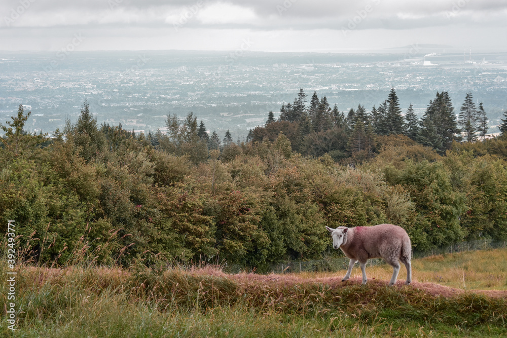 Fototapeta premium Sheep in Countryside Overlooking Dublin City