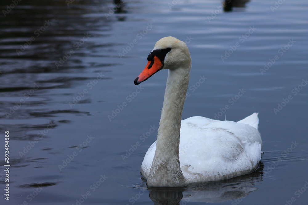 swan on the lake swan on the lake