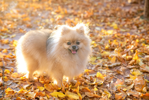Obraz na płótnie Small cute pomeranian spitz walks on yellow leaves in an autumn park. Pomeranian spitz for a walk in the autumn park. Dog on the street. w salonie