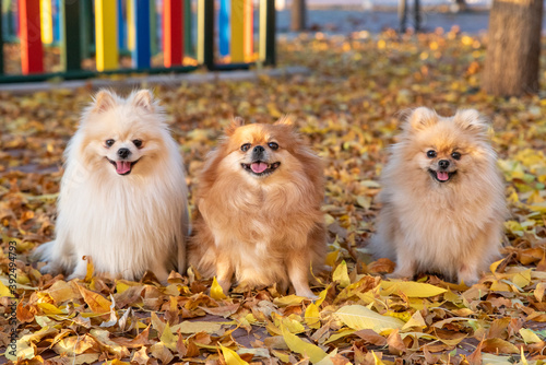 Obraz na płótnie Cute pomeranian spitz Dog family walks on yellow leaves in an autumn park w salonie